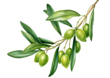 Beyaz arka planda zeytinli yeşil zeytin dalı. Zeytin dalı Suluboya. Tebrik kartı basımı için elle çizilmiş illüstrasyon. Yüksek kaliteli illüstrasyon