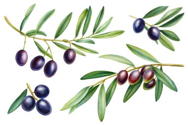 Siyah böğürtlenli zeytin dalı, dal, yeşil yapraklar, suluboya bitki çizimi. Yiyecek, izole botanik tasarım elementleri. Yüksek kaliteli illüstrasyon