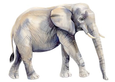 Gerçekçi fil arka planı izole etti. El yapımı suluboya Vahşi Afrika hayvanı. Vahşi yaşam posteri, davetiye. Hayvanat bahçesi parkı. Yüksek kaliteli illüstrasyon