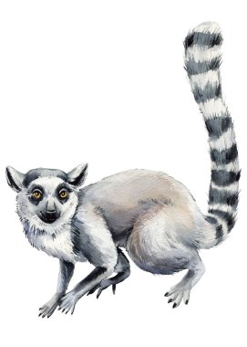 Lemur suluboya hayvan, el çizimi Madagaskar lemuru çizimi orman tasarımı için izole edilmiş beyaz arka plan. Yüksek kaliteli illüstrasyon