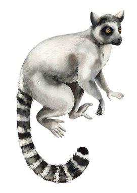 Lemur suluboya hayvan, el çizimi Madagaskar lemuru çizimi orman tasarımı için izole edilmiş beyaz arka plan. Yüksek kaliteli illüstrasyon