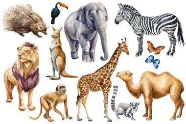 Hayvanları suluboya yap. Vahşi yaşam sevimli bir hayvan, el yapımı hayvanat bahçesi tırpanı, el boyalı deve, kanguru, aslan, maymun, fil ve lemur. Yüksek kaliteli illüstrasyon