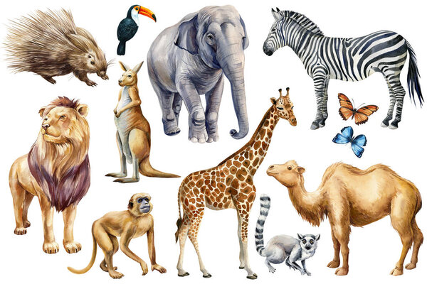 Set animals watercolor. Wildlife cute animal, Hand drawn zoo clipart, hand painted camel, kangaroo, lion, monkey, elephant and lemur. High quality illustration
