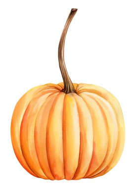 Kabak suluboya arka planda izole edilmiş. Autumn Hand sonbahar hasadını çekiyor. Sebze çizimi portakal kabağı. Yüksek kaliteli illüstrasyon