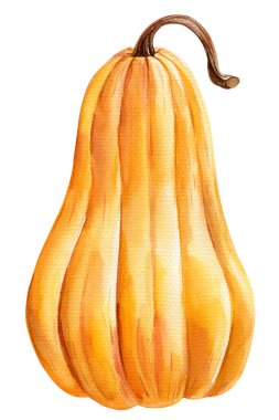 Kabak suluboya arka planda izole edilmiş. Autumn Hand sonbahar hasadını çekiyor. Sebze çizimi portakal kabağı. Yüksek kaliteli illüstrasyon