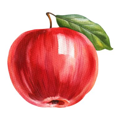Elma suluboya, beyaz arka planda yapraklı kırmızı elma. Klasik meyve sanatsal suluboya tasarım elementi. Yüksek kaliteli illüstrasyon