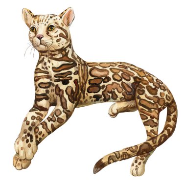 Serval beyaz arka planda izole edilmiş, Vahşi kedi suluboya resmi, şirin kedi yavrusu. Yabani Orman suluboya vahşi hayvan. Yüksek kaliteli illüstrasyon