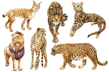 Hayvanlar suluboya resim yapar. Farklı vahşi kediler; leopar, jaguar, vaşak, serval, aslan ve çita. Vahşi yaşam hayvan klipsi. Yüksek kaliteli illüstrasyon