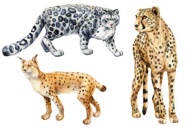 Vahşi kediler, suluboya resimler. Çita, vaşak ve kar leoparı. Vahşi yaşam illüstrasyonu izole edilmiş, klipte. Yüksek kaliteli illüstrasyon