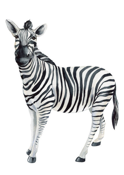 Zebra, African animal watercolor illustration, Realistic wild animal zebra cub Hand drawing isolated on white background. High quality illustration