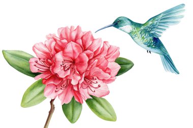 Tropik set sinekkuşu, rhododendron, pembe çiçekler ve palmiye yaprakları. Suluboya orman flora el izole bir arka plan çizdi. Yüksek kaliteli illüstrasyon