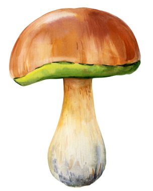 Mantar boletus suluboya çizimi, El çizimi botanik illüstrasyon. Porcini mantarı beyaz arka planda izole edilmiş. Yüksek kaliteli illüstrasyon
