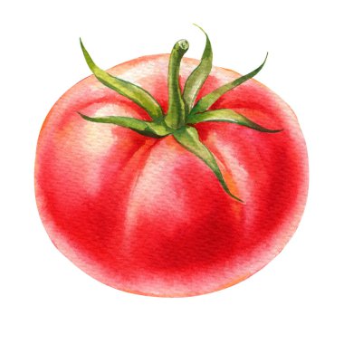Domates suluboya taze kırmızı sebze beyaz izole arkaplan. Gerçekçi olgun domatesli el çizimi. Yüksek kaliteli illüstrasyon