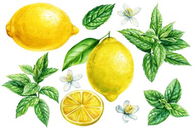 limon ve nane yaprağı, izole edilmiş beyaz arka planda meyve ve nane şekeri, botanik resimli suluboya. Yüksek kaliteli illüstrasyon