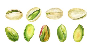 Fıstıklı beyaz, suluboya el çizimi botanik illüstrasyon, şam fıstıklı klima yemek paketleme tasarımı için. Yüksek kaliteli illüstrasyon
