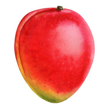 Mango gerçekçi meyve, olgun mango suluboya resim. Meyve izole edilmiş, botanik suluboya çizimi, yaz klibi. Yüksek kaliteli illüstrasyon