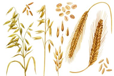 Buğday kulağı, yulaf, izole edilmiş suluboya, gerçekçi set tahıl, kuru bitki, tohum. Tarım ve kepekli tahıl ürünleri. Yüksek kaliteli illüstrasyon