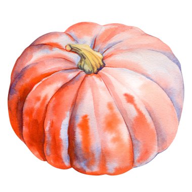 İzole edilmiş beyaz arka planda turuncu balkabağı, suluboya resimli el çizimi. Sonbahar klipsi sanatı. Olgun portakal kabağı. Yüksek kaliteli illüstrasyon