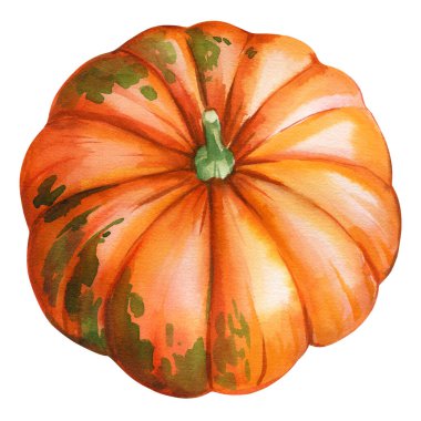 Beyaz arka planda izole edilmiş olgun balkabağı suluboyası. El çizimi sonbahar hasat kabağı. Renkli sebze çizimi. Yüksek kaliteli illüstrasyon