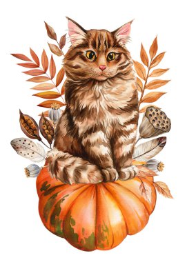 Sonbahar kedisi, balkabakları, kuru yapraklar izole edilmiş arka plan. Elle boyanmış suluboya şükran günü resmi, gerçekçi kedi. Yüksek kaliteli illüstrasyon