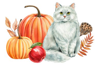 Sonbahar kedisi, balkabakları, kuru yapraklar izole edilmiş arka plan. El boyası suluboya, sevimli hayvan çizimi, gerçekçi kedi, düşüş. Yüksek kaliteli illüstrasyon