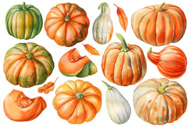 Olgun turuncu balkabakları arka planda izole edilmiş suluboya seti. El çizimi sonbahar hasat kabağı. Sebze resimleme koleksiyonu. Yüksek kaliteli illüstrasyon