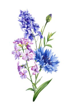 Çiçekler, dal yaprakları, beyaz arka planda tomurcuklar suluboya çizimler, çiçeklerle ilgili düzenlemeler, düğün tasarımı. Yüksek kaliteli illüstrasyon