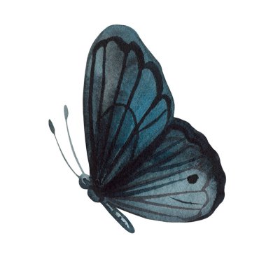 Cadılar Bayramı için siyah kelebek çizimleri. Güzel cadılar bayramı kelebeği izole edilmiş arka plan. Suluboya resim. Yüksek kaliteli illüstrasyon