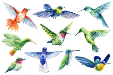 Sinekkuşu suluboya renkli kuşların çizimi beyaz arkaplanı izole etti. Yaz klip eli tropikal kuş çiziyor. Yüksek kaliteli illüstrasyon