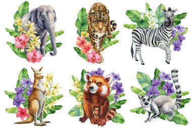 Hayvanlar yerleştirildi, yapraklar, çiçekler suluboya izole edildi. Safari hayvan zebrası, kanguru, jaguar fil lemuru, kırmızı panda. Orman çiçekleri. Yüksek kaliteli illüstrasyon