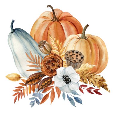 Balkabakları ve yapraklar, sonbahar çiçekleri, şükran günü öğesi, suluboya resimleme izole beyaz arka plan. Yüksek kaliteli illüstrasyon