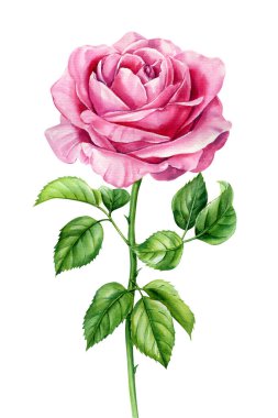 Yapraklı gerçekçi suluboya gül, çiçekli illüstrasyon, özel gül izole arka plan, çiçekli tebrik kartı. Yüksek kaliteli illüstrasyon