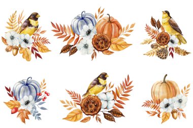 Balkabakları ve yapraklar, sonbahar çiçekleri, şükran günü öğesi, suluboya resimleme izole beyaz arka plan. Yüksek kaliteli illüstrasyon