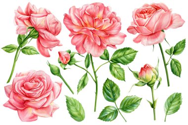 Zarif suluboya gül seti, yaratıcı proje, dekor ve tasarım için elle boyanmış pembe çiçekler, çiçeklerle süslenmiş klişe. Yüksek kaliteli illüstrasyon
