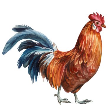 Ayrıntılı suluboya boyalı horoz, beyaz arka plan, yaratıcı projeler için ideal, kırsal dekor, sanatsal poster. Yüksek kaliteli illüstrasyon