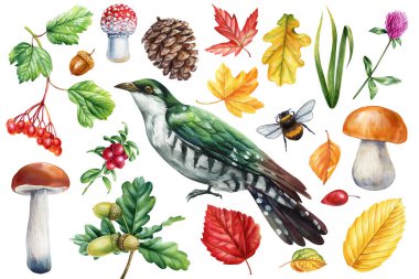 Colorful Hand-Painted Watercolor cuckoo bird and forest plant, leaf, mushrooms Isolated for seasonal illustration, home Decor Project. High quality illustration clipart