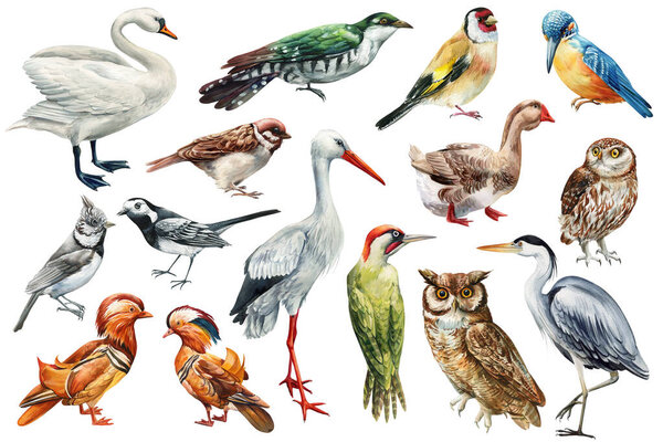 Set Aves Acuarela Pintada Mano Aislado Sobre Fondo Blanco Aves — Foto de Stock
