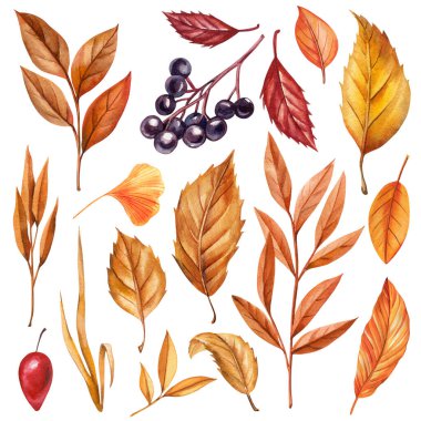 Kuru yapraklarla, dallarla ve izole edilmiş dutlarla donatılmış. Tasarım, poster ve klibi için zarif bir sonbahar suluboya resmi. Yüksek kaliteli illüstrasyon