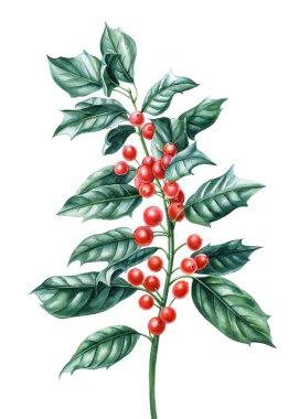 Yeşil yapraklı Holly dalı ve beyaz arka planda izole edilmiş kırmızı böğürtlen, dekorasyon için suluboya çizimi. Yüksek kaliteli illüstrasyon