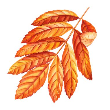 Gerçekçi sonbahar kuru yaprakları sonbahar renkleri, doğadan esinlenilmiş proje için elle boyanmış suluboya çizimler, sonbahar yaprakları. Yüksek kaliteli illüstrasyon