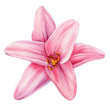 Arka planda izole edilmiş zarif pembe zambak çiçekleri, suluboya botanik çizimler, çiçek tasarımı, tebrik kartı. Yüksek kaliteli illüstrasyon