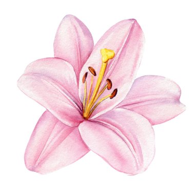 Arka planda izole edilmiş zarif pembe zambak çiçekleri, suluboya botanik çizimler, çiçek tasarımı, tebrik kartı. Yüksek kaliteli illüstrasyon