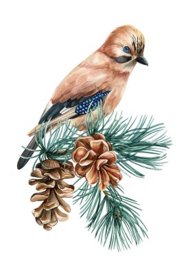 Jay, çam kozalaklı bir dalda oturuyor. Beyaz arka planda izole edilmiş. Tasarım için suluboya resim, Jay Bird. Yüksek kaliteli illüstrasyon