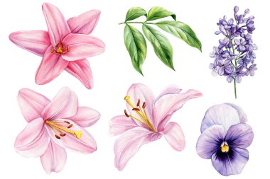 Narin çiçekler izole edilmiş arka plan, suluboya botanik çizimler, çiçek tasarımı. Pembe zambak, leylak ve viyola. Yüksek kaliteli illüstrasyon