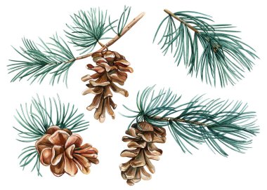 Orman suluboya dalları ve kozalaklar beyaz arka planda izole edilmiş, kozalaklı ağaçlar suluboya resim dalları oluşturur. Yüksek kaliteli illüstrasyon