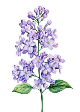 Soyutlanmış arka plan suluboya üzerinde çiçek desenli botanik illüstrasyon. Elle boyanmış mor bahar bitkisi. Violet şubesi. Yüksek kaliteli illüstrasyon