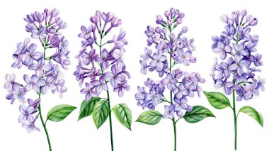 Suluboya leylak çiçekleri dalında illüstrasyon. İzole edilmiş arka planda elle boyanmış mor bahar botanik sanatı. Çiçekli Clipart. Yüksek kaliteli illüstrasyon