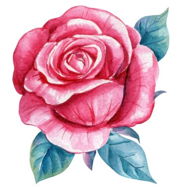 Pembe, pejmürde çiçekler. Gül botanik suluboya dalı, mavi yapraklar, elle boyanmış yapraklar, suluboya çiçekli izole arka plan. Yüksek kaliteli illüstrasyon