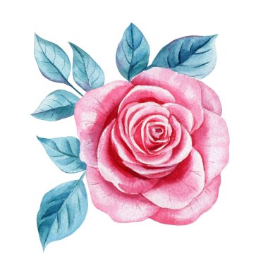  Gül dalı suluboya, botanik çiçekli izole arka plan. Flora Sanatı. Pembe çiçek ve mavi yapraklar. Yüksek kaliteli illüstrasyon