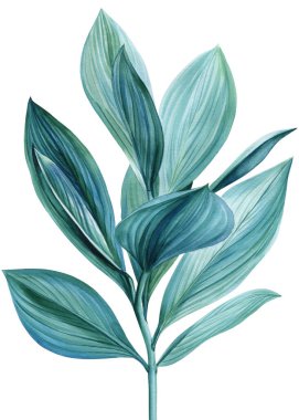 Botanik suluboya mavi yaprak, tropikal bitki örtüsü, beyaz arka planda izole edilmiş egzotik palmiye yaprağı, ev dekorasyonu. Yüksek kaliteli illüstrasyon